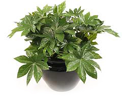 آرالیای ژاپنی